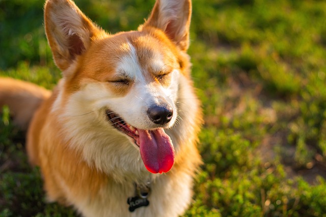 笑っている犬